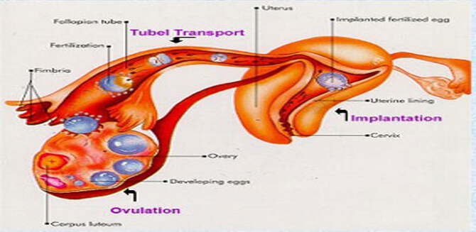 Ayurvedic Treatment for infertility